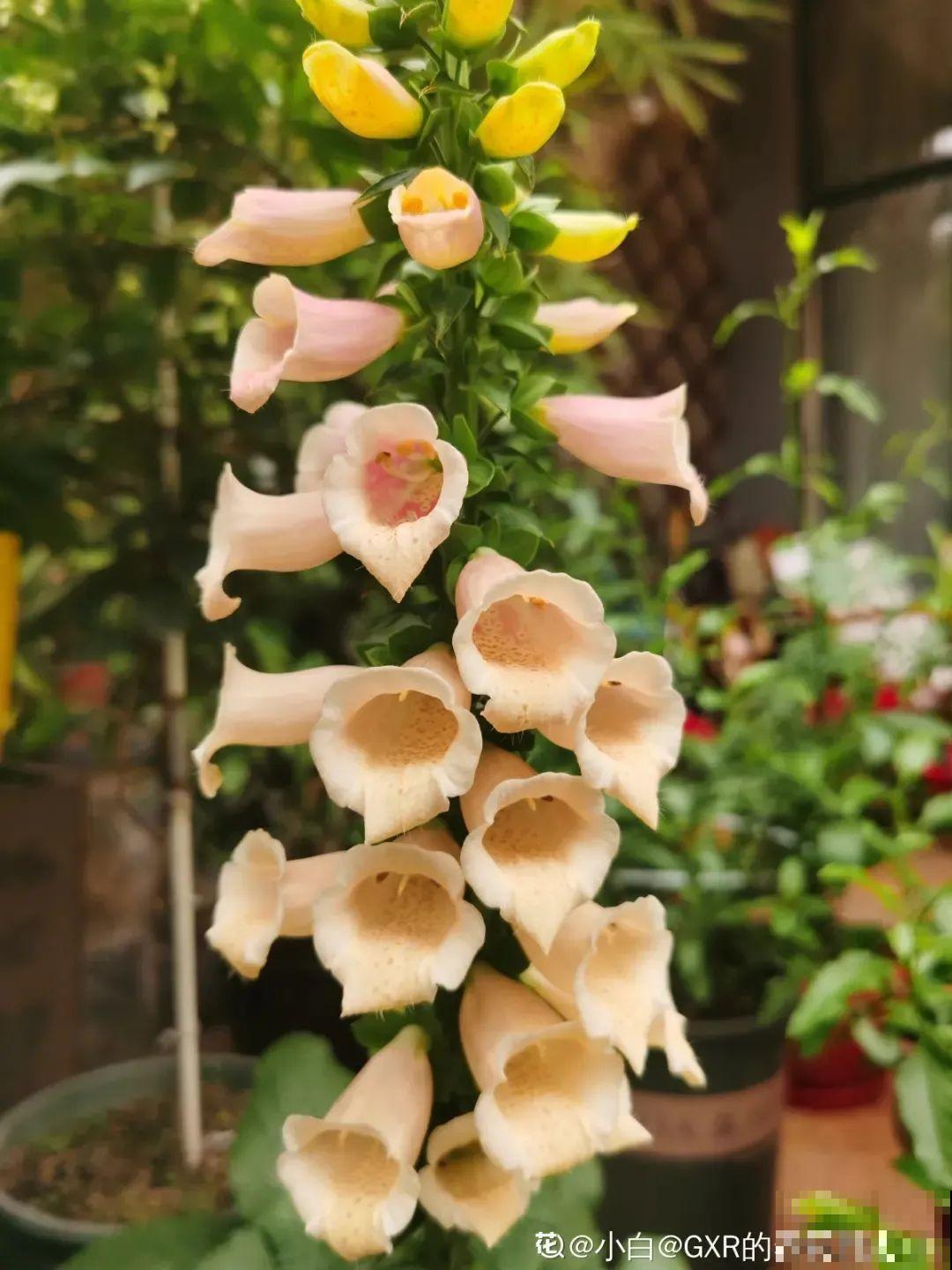 毛地黄名字不好听，可开花却超美，能长1米高