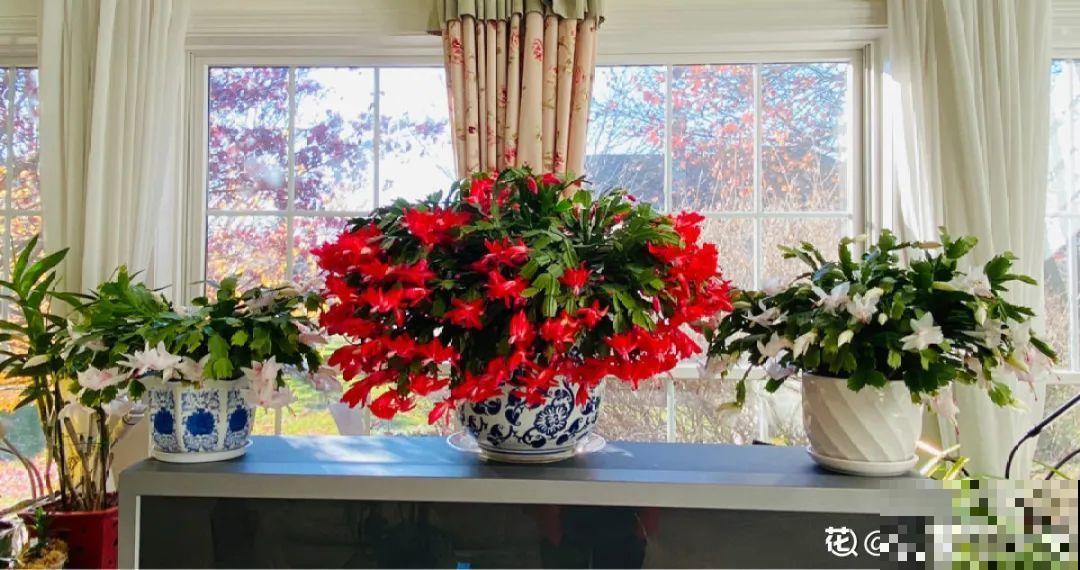12个月的花历，常见植物花期都在这，看完再也不错过花期