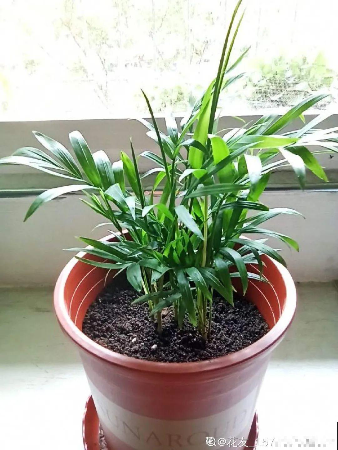 24种花,净化空气最厉害,绿萝竟然倒数! 24种花,净化空气最厉害,绿萝竟然倒数!