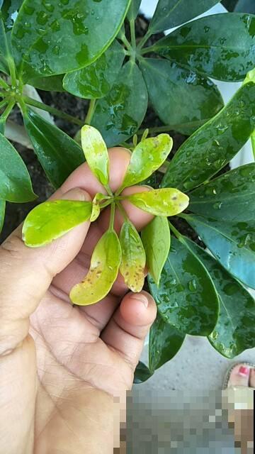 植物土壤黄叶，不光是没浇水导致的，要分情况解决