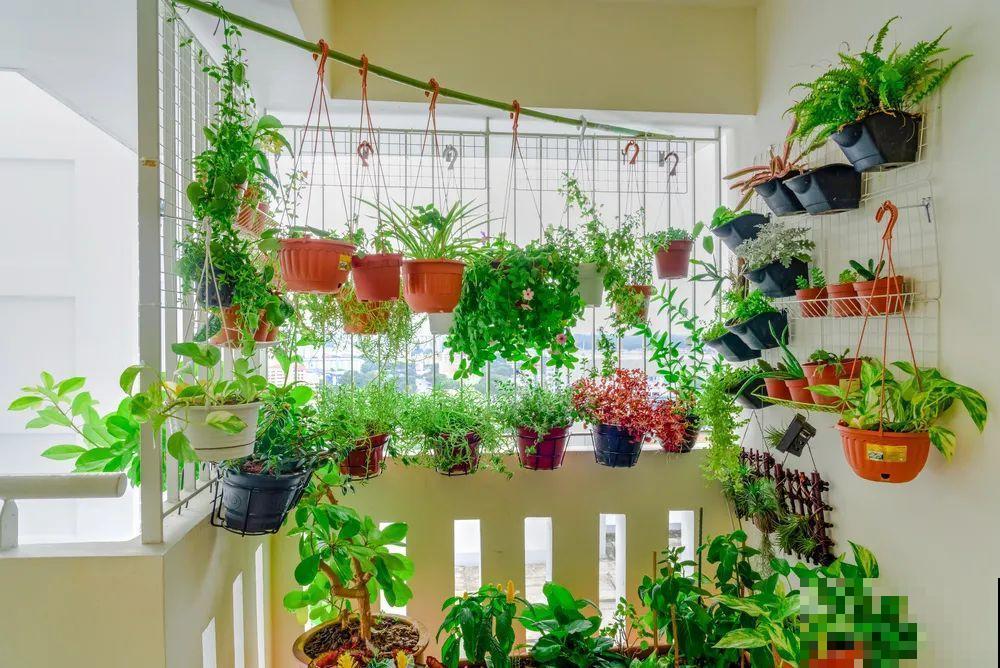 我想有一个,开满花的窗台,每天赏花! 我想有一个,开满花的窗台,每天赏花!