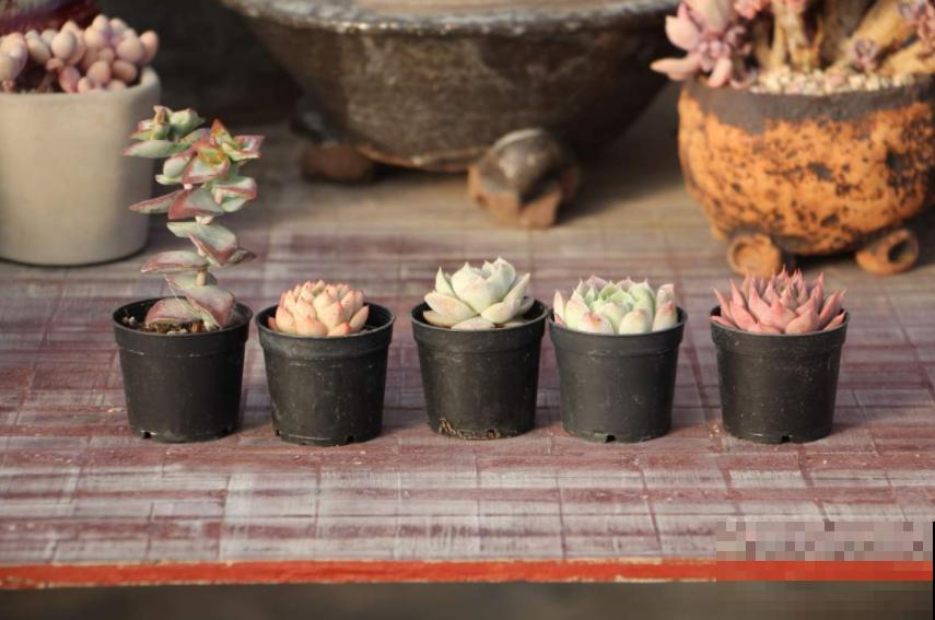 买多肉的3个“雷区”,新手一踩一个准,需谨慎! 买多肉的3个“雷区”,新手一踩一个准,需谨慎!