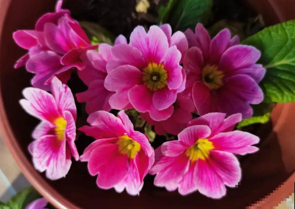 这4种花是“一次性的”，好看又好养，开完直接扔！