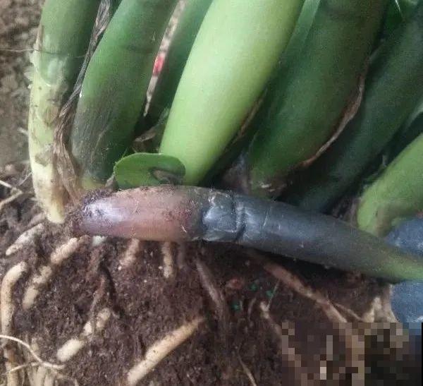 虎皮兰扒层土，嗖嗖冒芽，长得特旺