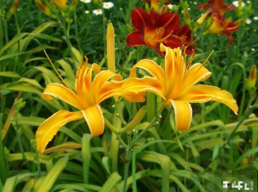 零下20℃，冻不死的花，不用搬进屋！