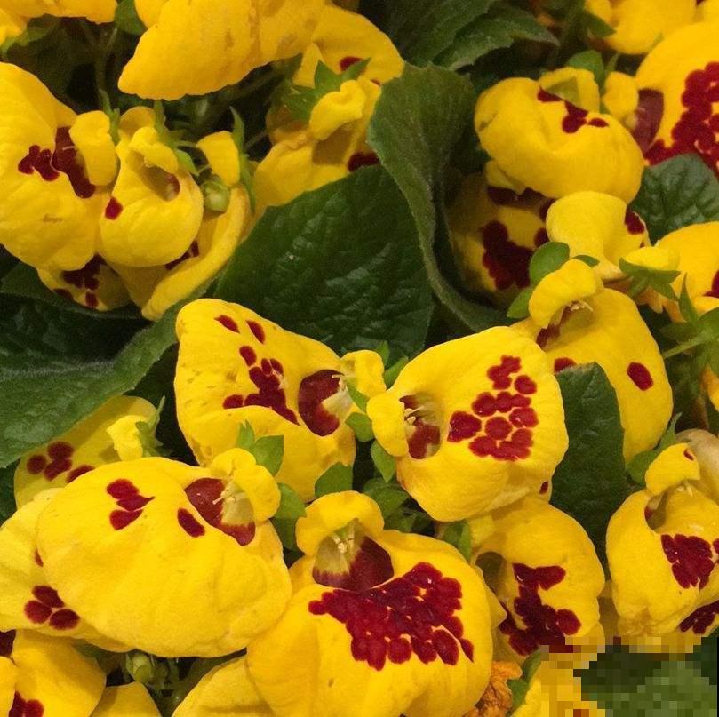 1种花名叫“钱袋子”，养在家里有好运，开花超美！