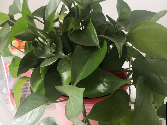 年底大扫除,5个卫生死角要打扫,干干净净过新年 年底大扫除,5个卫生死角要打扫,干干净净过新年