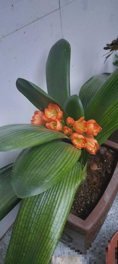 君子兰叶子越长越小，搬到太阳地儿使劲晒，叶子油亮翠绿特精神