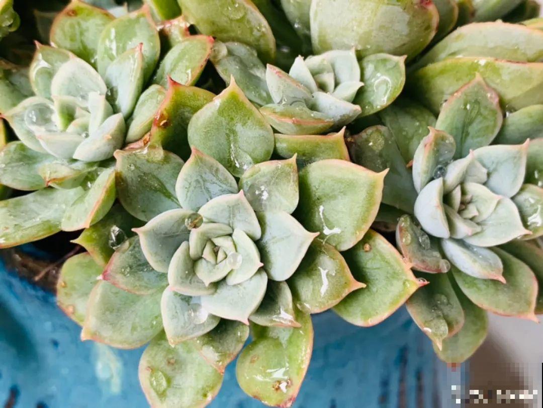 小阳台也能养多肉，一尺一寸，都是繁华！