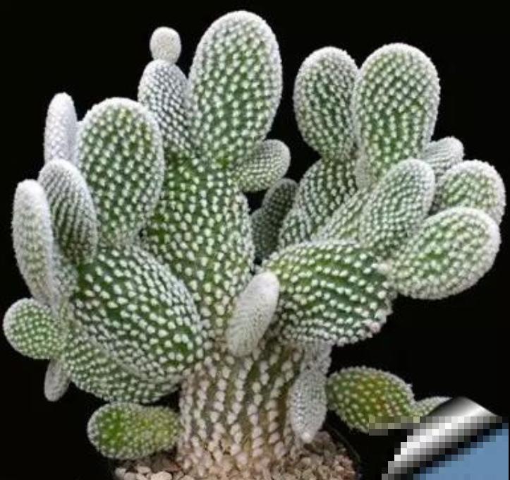 这5种仙人掌，随便一盆都好看好养，你喜欢哪一种？