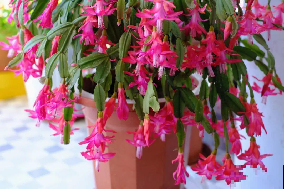 5度以下,常见的21种花必须断水,不然都烂根了 5度以下,常见的21种花必须断水,不然都烂根了