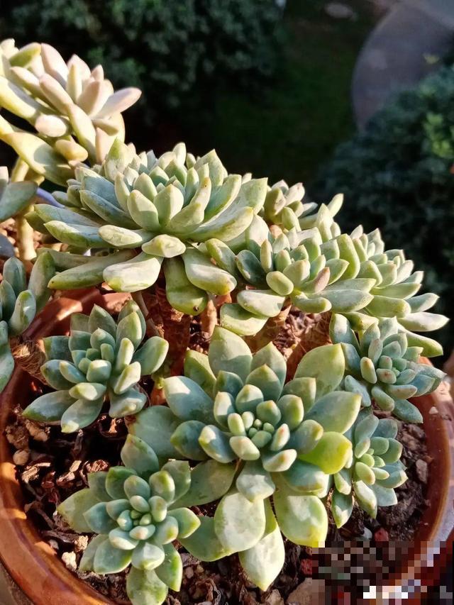 家里养这10种花,冻伤了要赶紧救,晚了就救不回来了 家里养这10种花,冻伤了要赶紧救,晚了就救不回来了