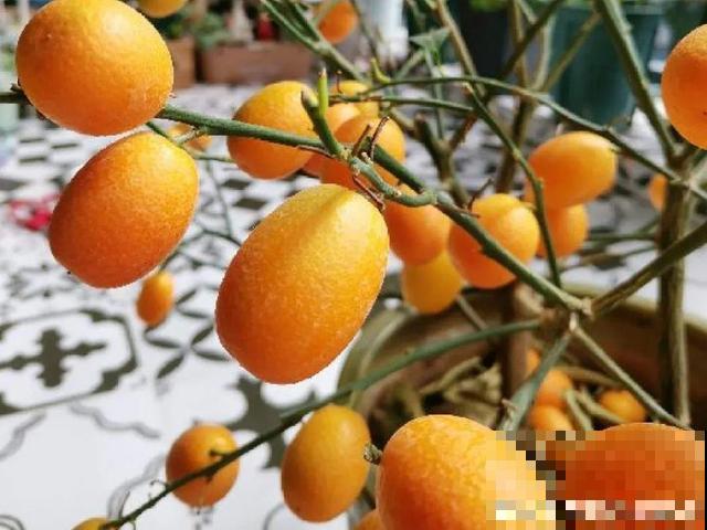 厨房常见的调味品，居然是花，长知识了！