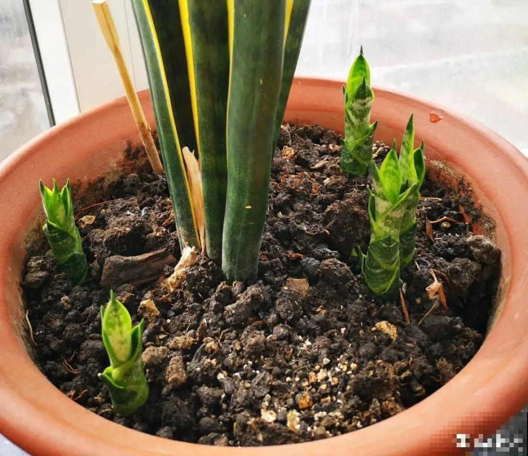 虎皮兰扒层土，嗖嗖冒芽，长得特旺