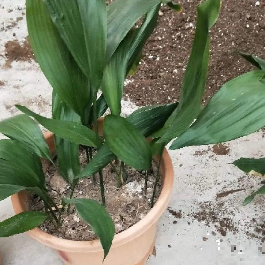 蜘蛛抱蛋这种花,长相清秀,一点也不吓人 蜘蛛抱蛋这种花,长相清秀,一点也不吓人