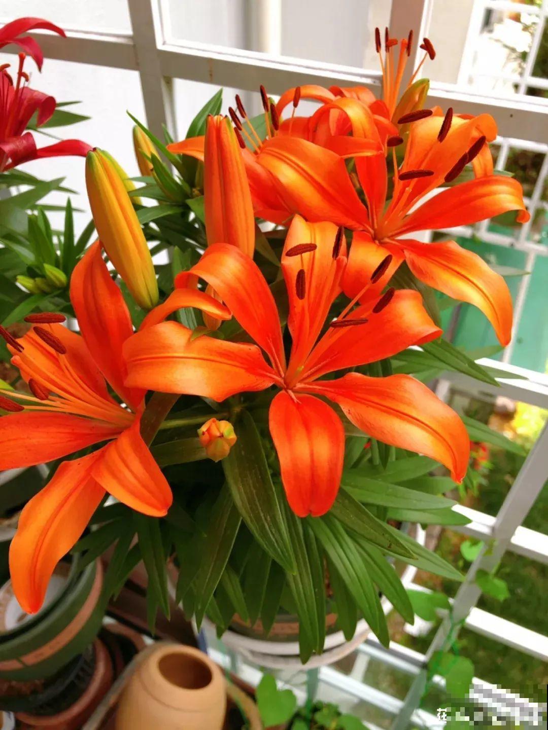 开花比脸大的百合，种下一个球，能爆一大窝球崽！