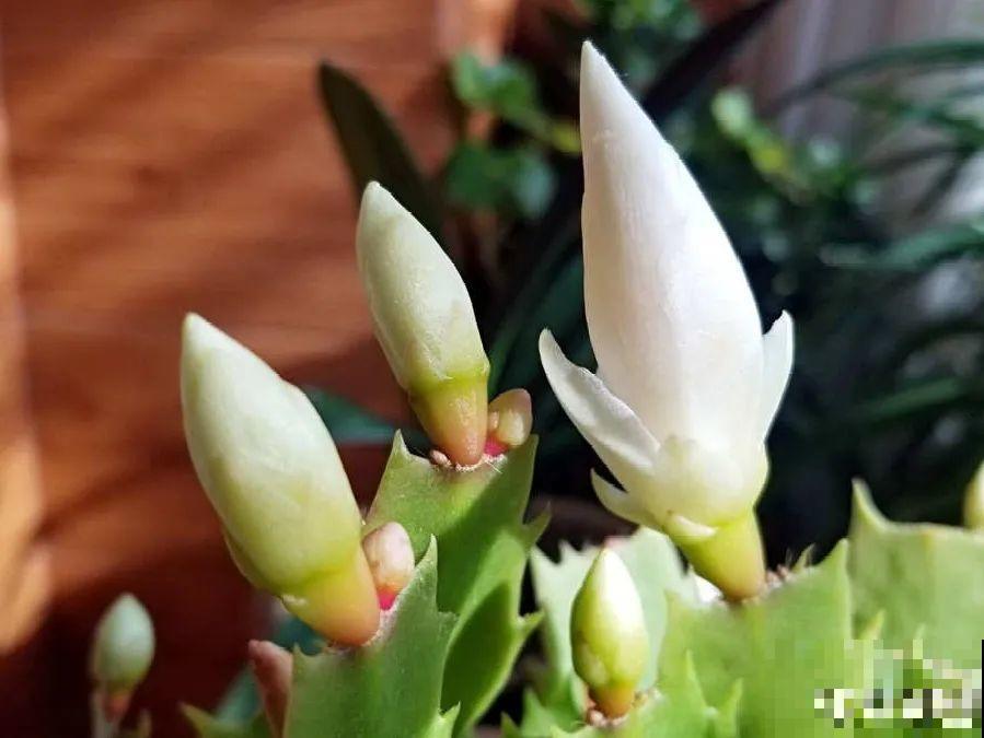 养护蟹爪兰,要注意8个要点,才能开出仙气飘飘花 养护蟹爪兰,要注意8个要点,才能开出仙气飘飘花