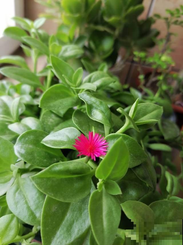 立春到，5种花长得超快，掐下嫩芽炒鸡蛋，喷香！