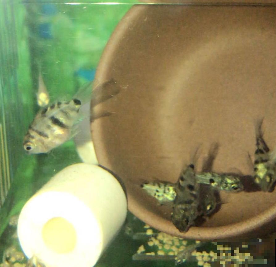 养鱼水浇花肥效好？为啥越浇越坏？这3点要注意！