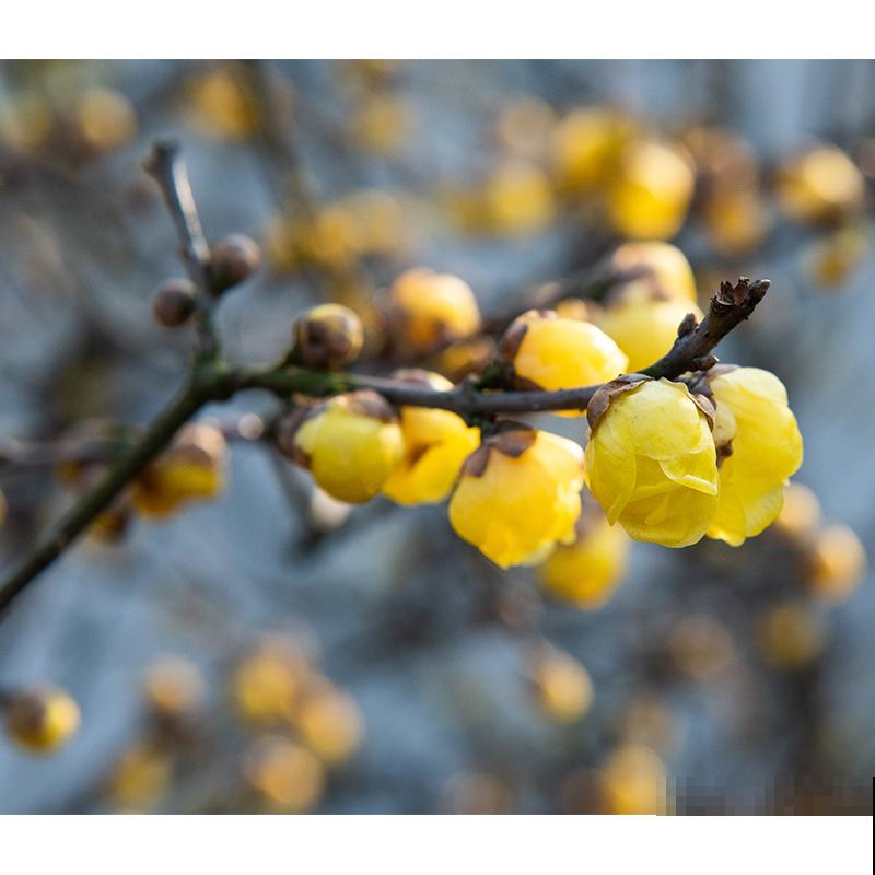 超耐寒的6种花，冬越冷开花越多，就适合冬天养