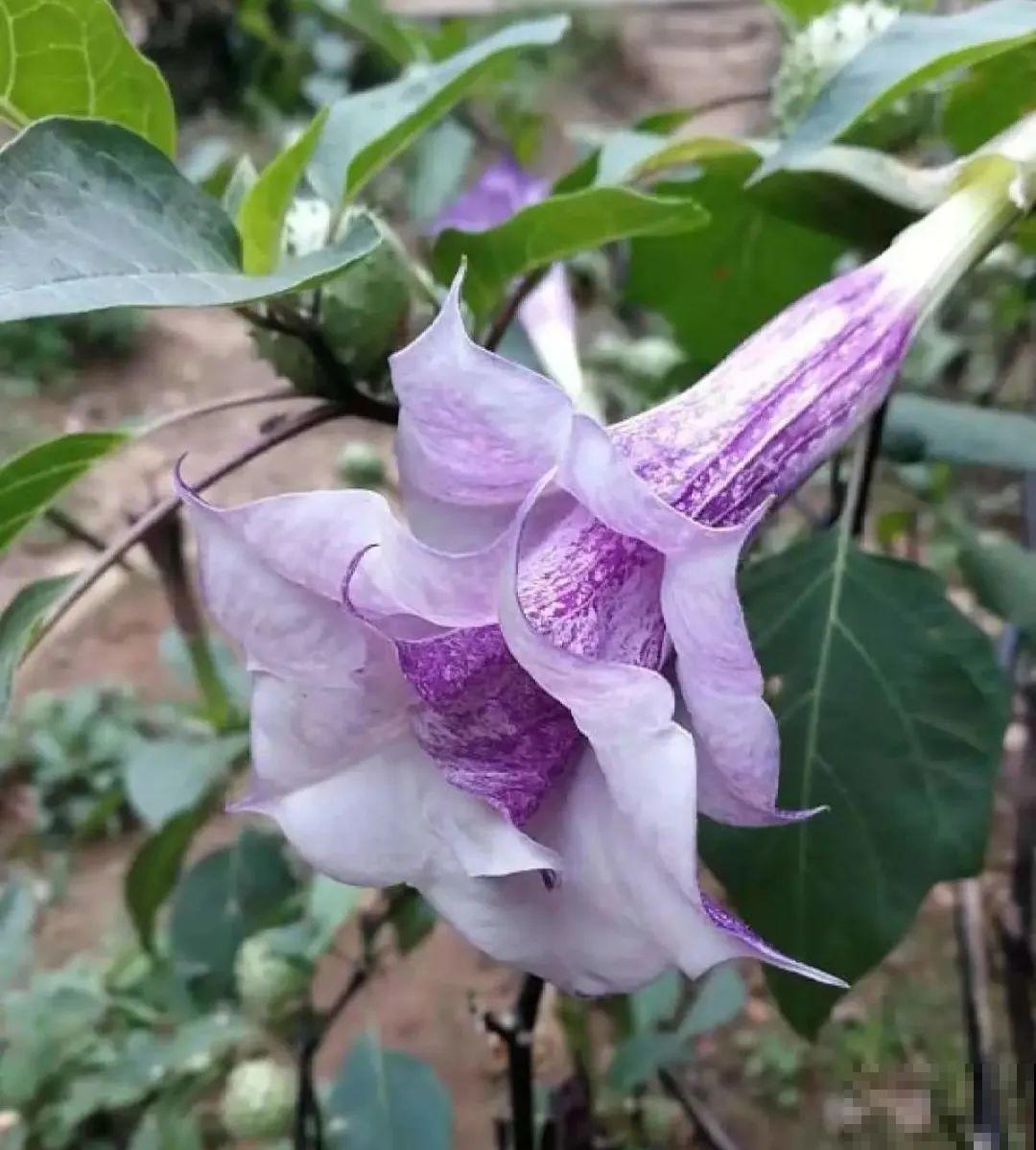 花长得像蔬菜，那也不能吃，有毒的！