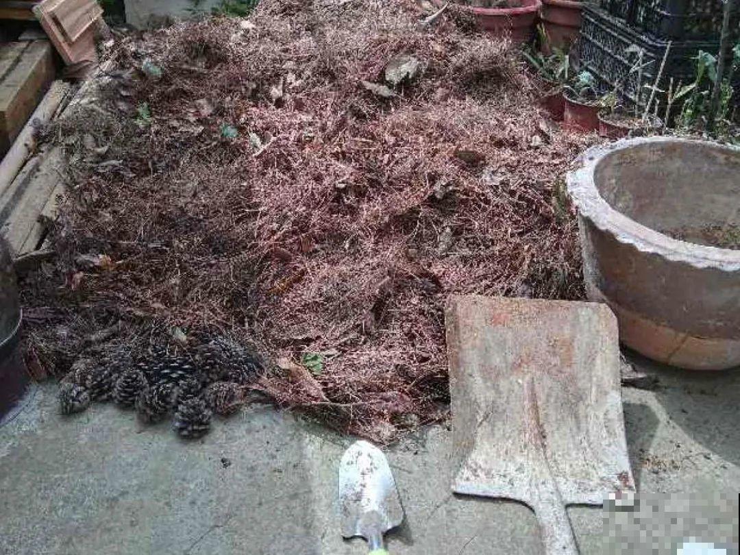 10个养花偏方,一般人我不告诉他,养花太好用 10个养花偏方,一般人我不告诉他,养花太好用