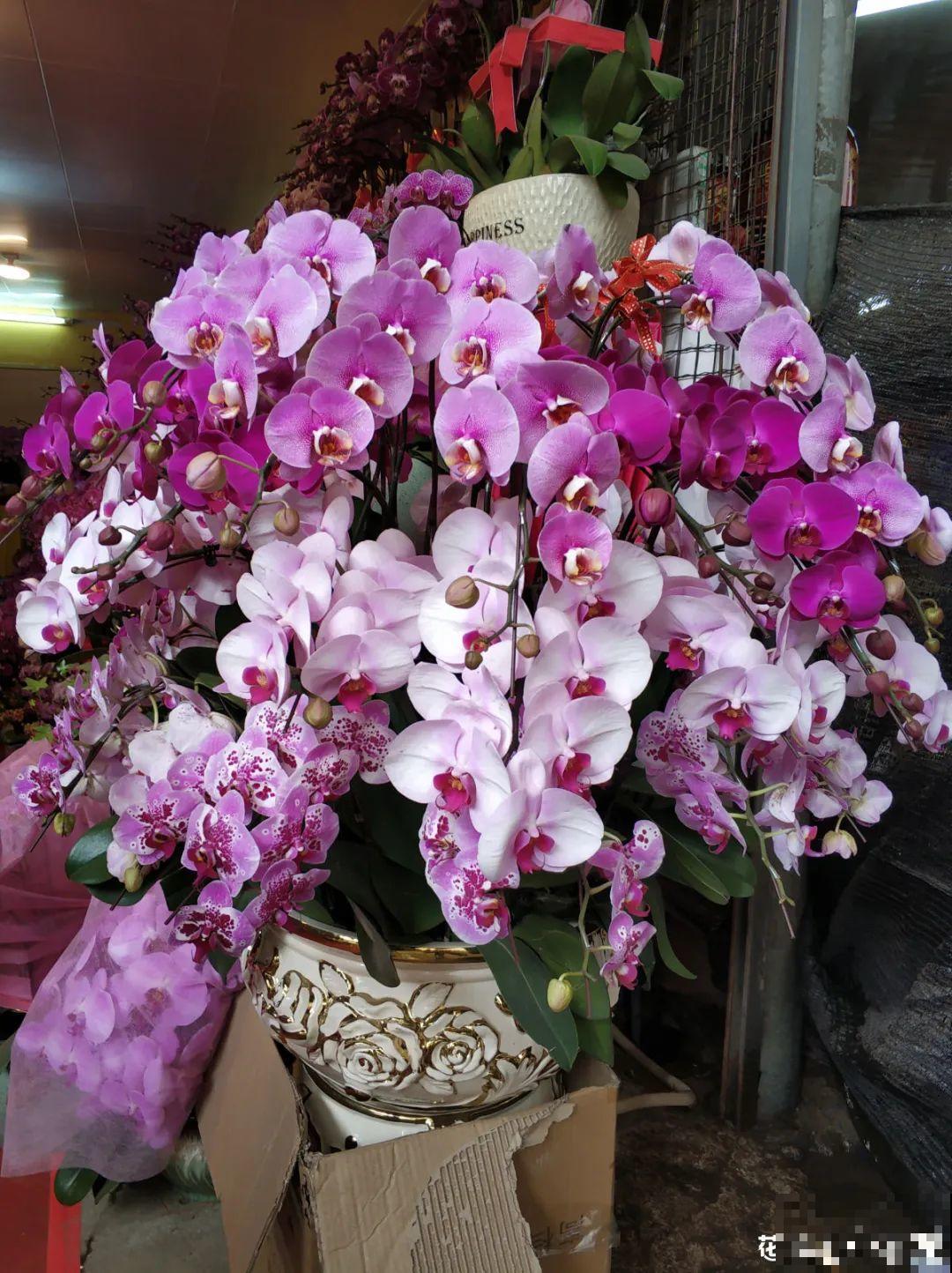 16种高颜值花，冬天耐寒不娇气，新手也能养爆盆