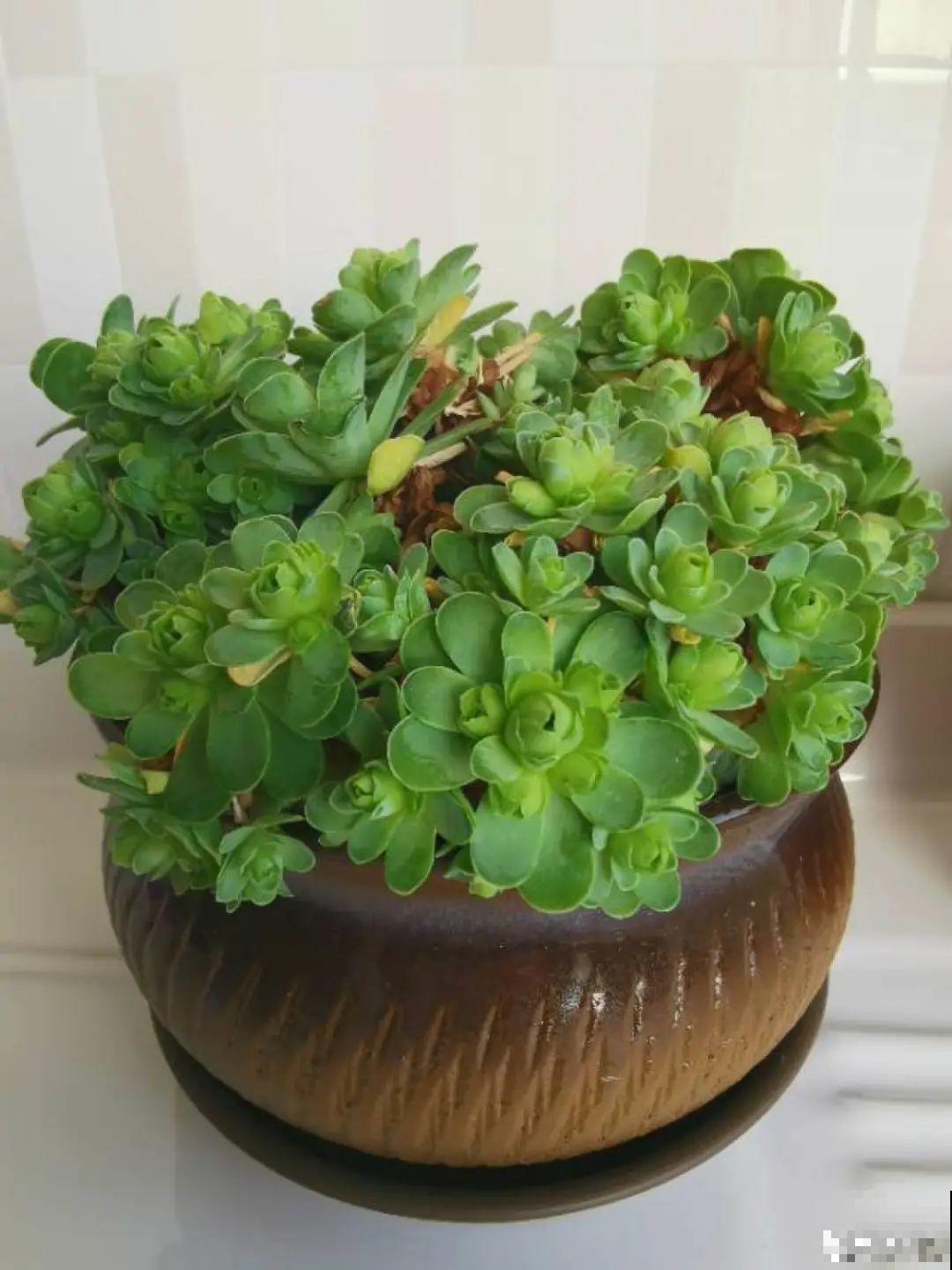 快过年了，肉崽子们都红火起来，陪我一起过节！