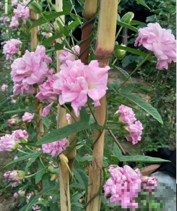 只需要种一次的花，年年疯长，除都除不尽