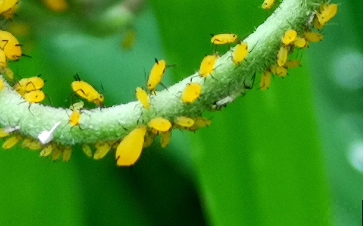 养花常见的3种虫害,只要做到对虫下药,保证药到虫灭! 养花常见的3种虫害,只要做到对虫下药,保证药到虫灭!