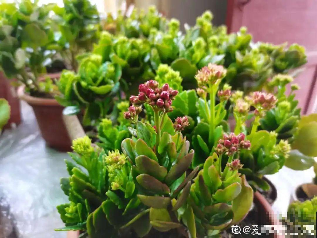 花还没开，花苞掉了一地，再不管就完了！