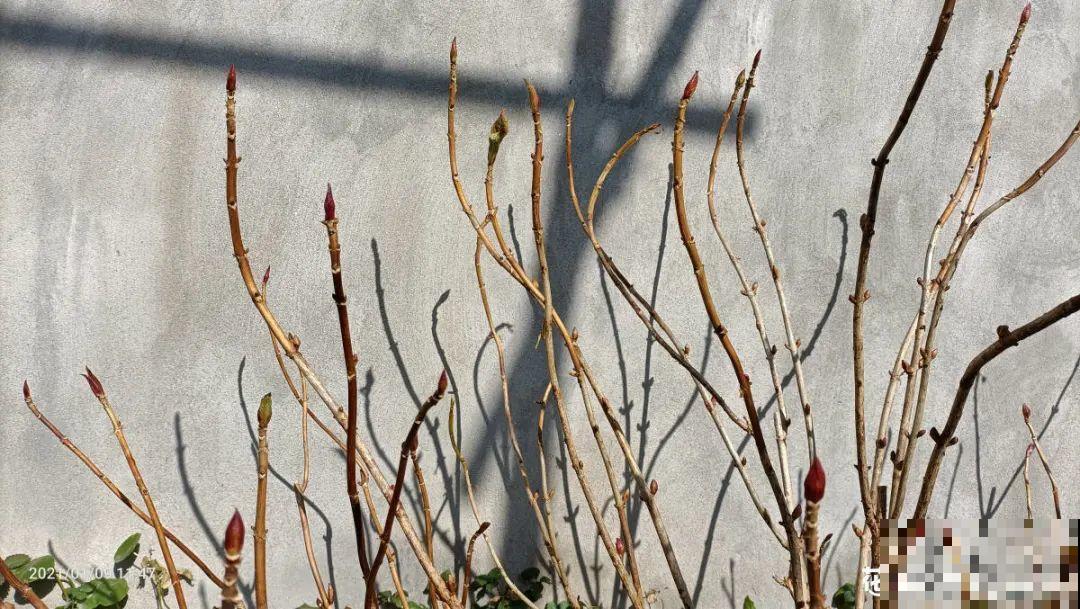 7种花，现在绝对不能剪，剪了一年不开花！