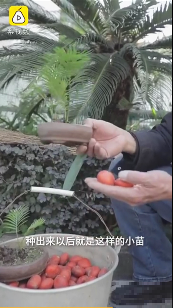 医院铁树结果，却被摘走30颗，园丁师傅吓坏了！