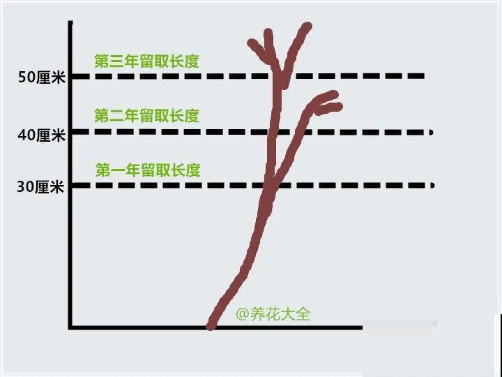 冬剪开始了，月季看见这种枝，就要赶紧剪！