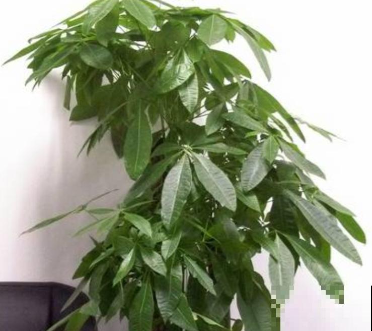 养护发财树,一定要做好这4点,才能枝繁叶茂! 养护发财树,一定要做好这4点,才能枝繁叶茂!