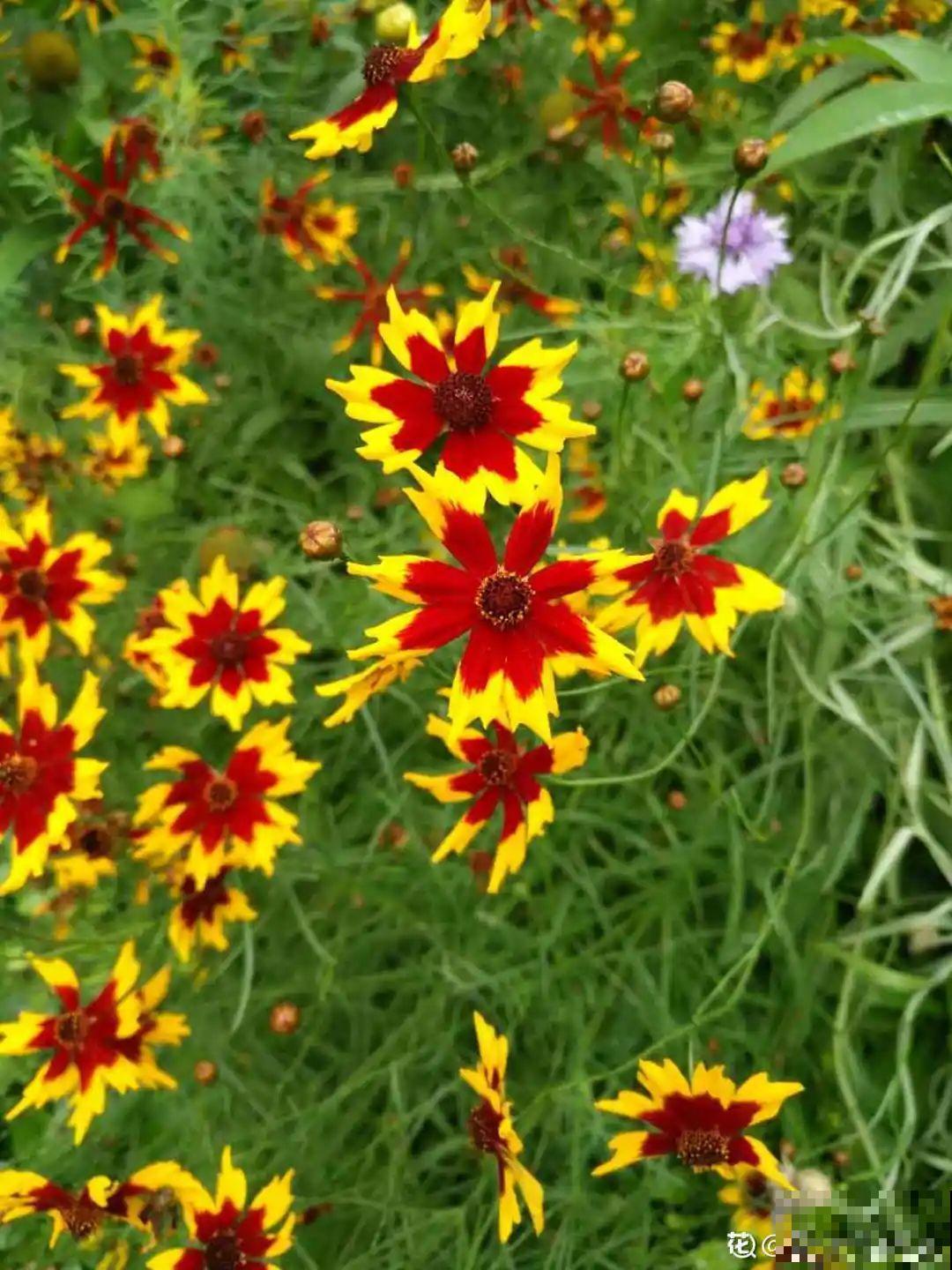 有院子的话，种这6种花，沾土就活一大片