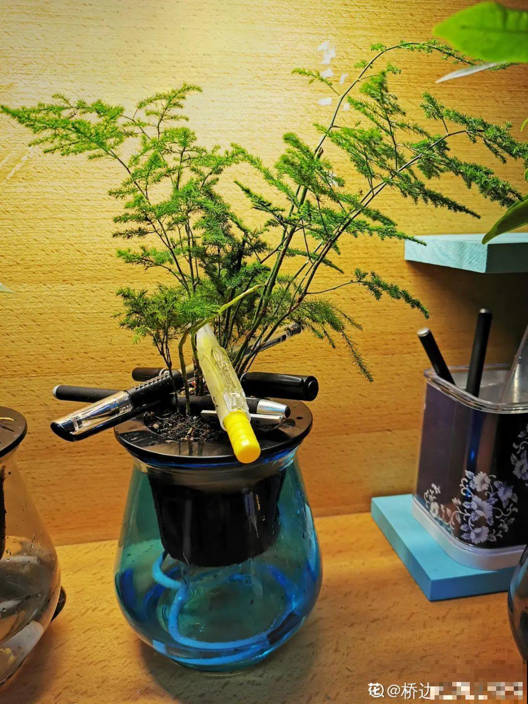 冬天逛花市，花都便宜得像白菜，赶紧买！