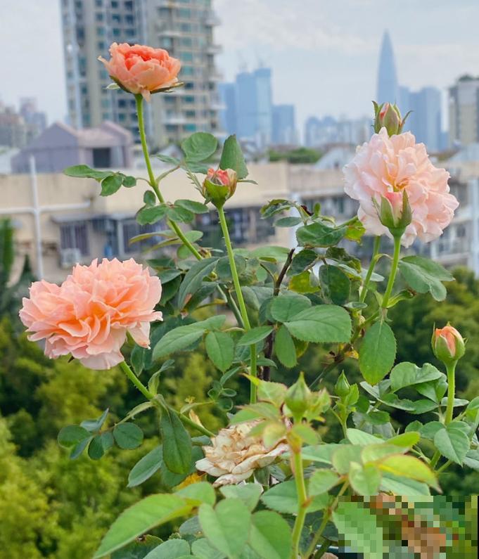 月季养护要选择合适的盆，不能盲目跟风，不然很难爆盆