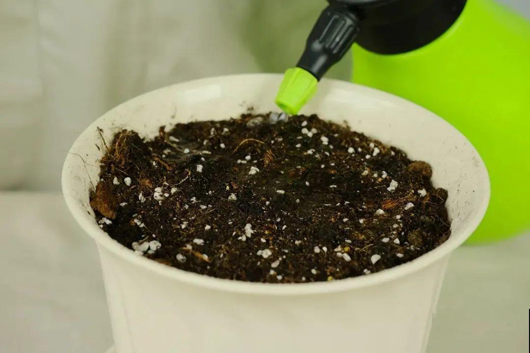 开花比脸大的百合，种下一个球，能爆一大窝球崽！