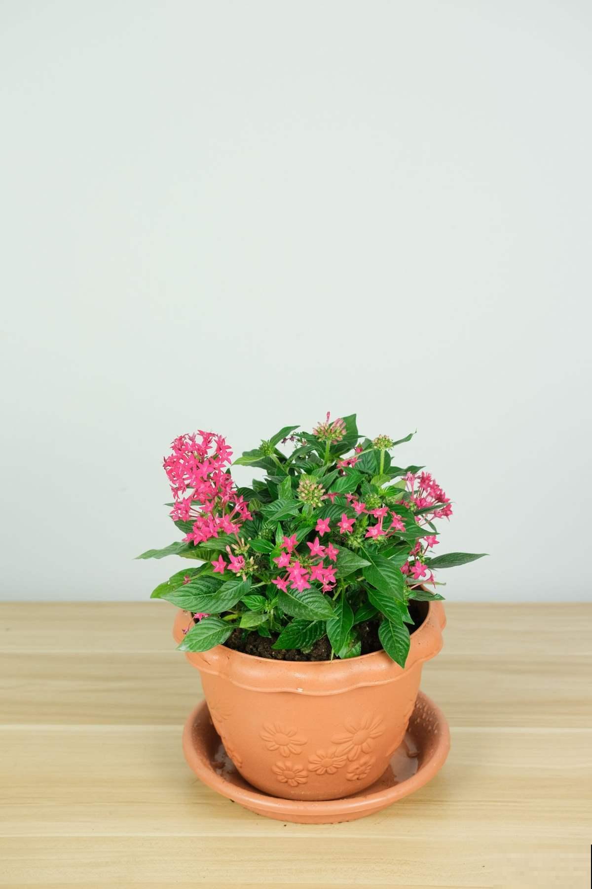 一闪一闪亮晶晶，在家种盆繁星花，开花又多又好看！