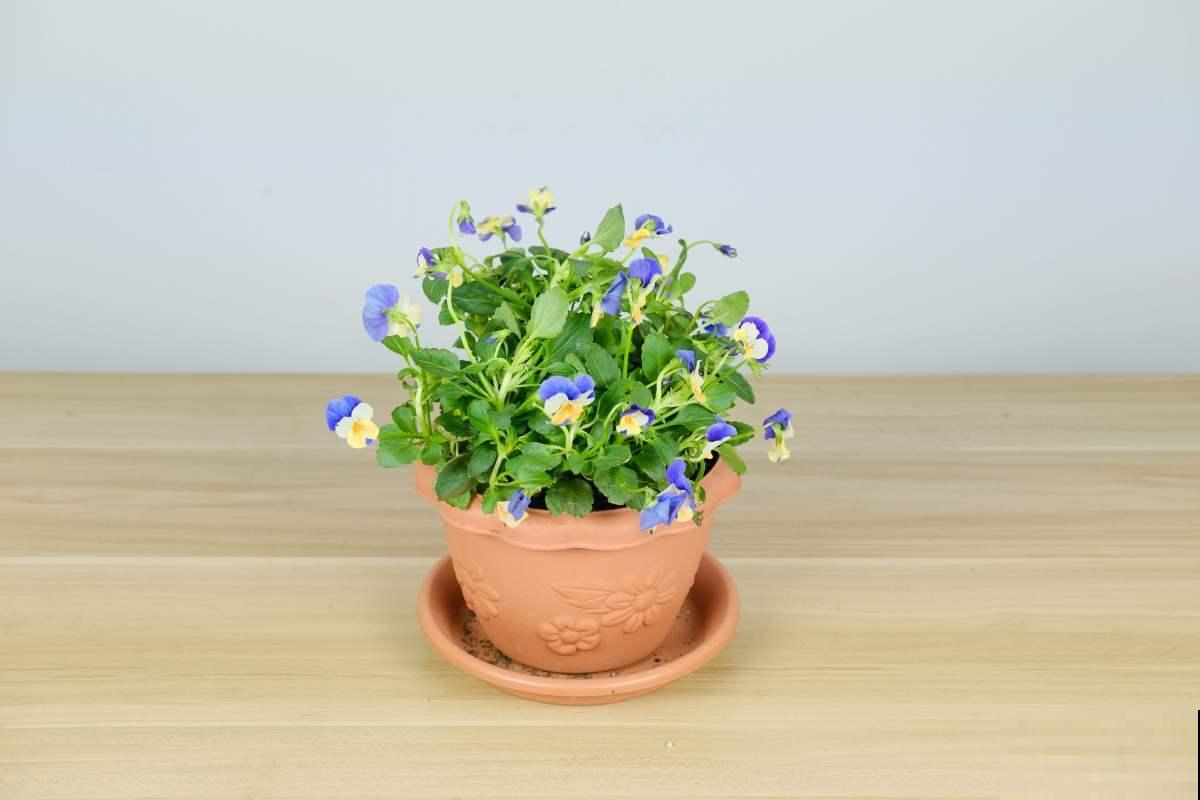 开花美过蝴蝶的角堇，冬天也不要错过，轻松开满盆！