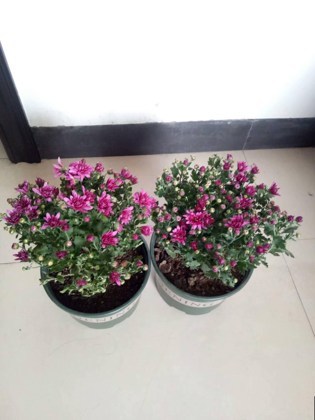 花市看到一盆花,一盆开了几十朵花,才只卖十几块钱! 花市看到一盆花,一盆开了几十朵花,才只卖十几块钱!