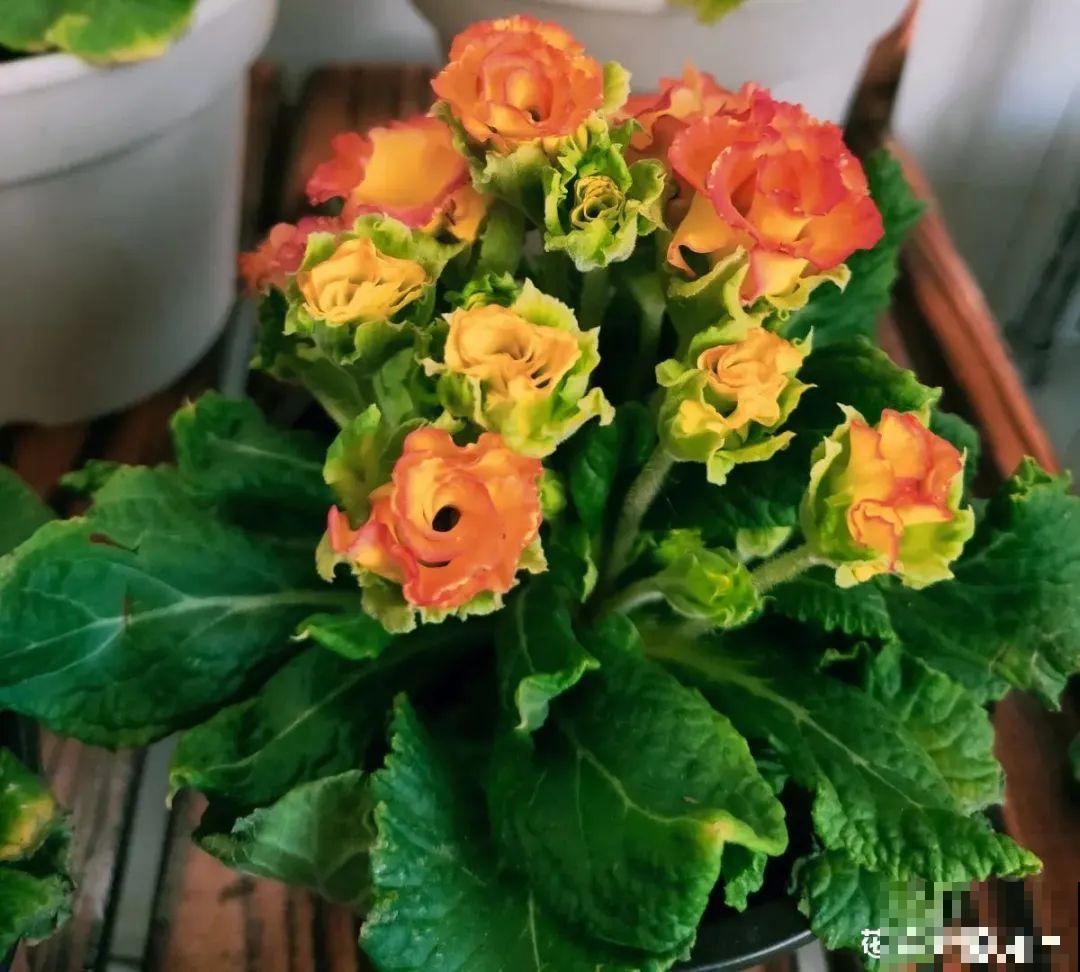 上万块的蟹爪兰，开花像烟花，养过的人不多