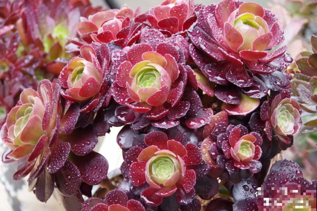 多肉要是养好了，精致得像艺术品，光看就很满足了