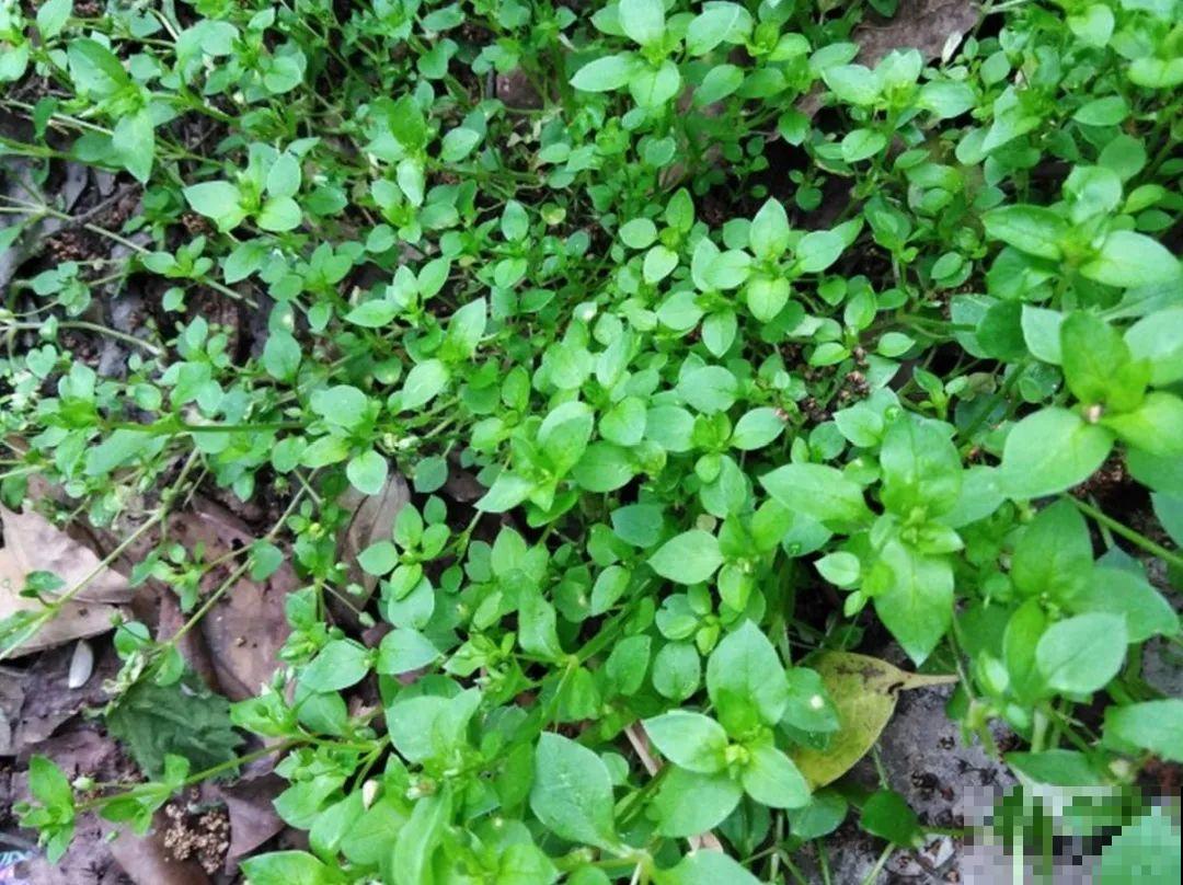 5种草别乱养，混进盆里太霸道，把其它花缠死了