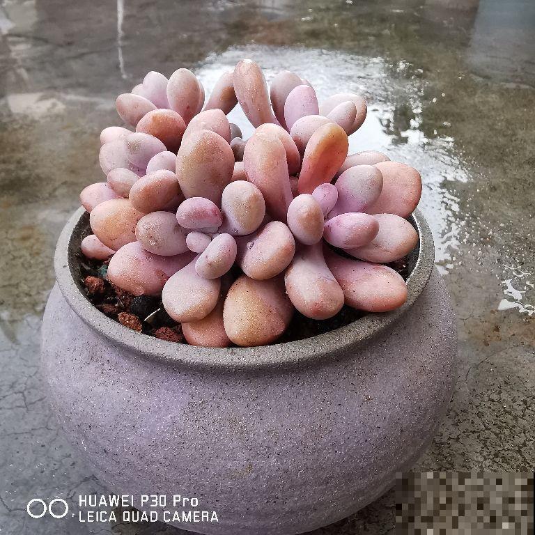 容易养成老桩的多肉，新手也能养成，2年茎秆木质化