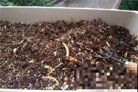 养花不用买肥料，在家自制氮肥，叶片油绿长得快！