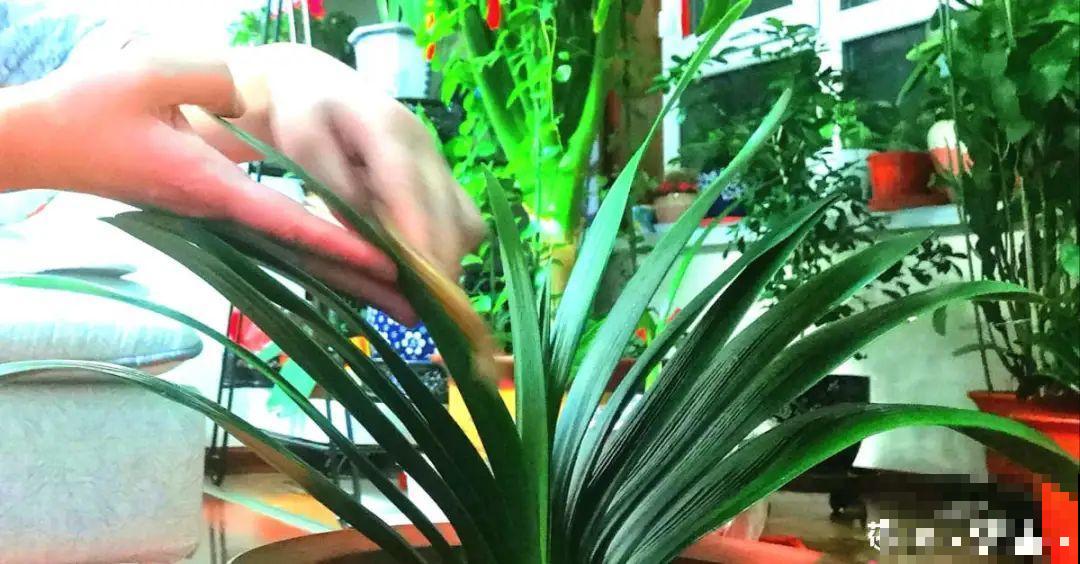 自制“增亮剂”，给花叶子擦一擦，亮的照人影