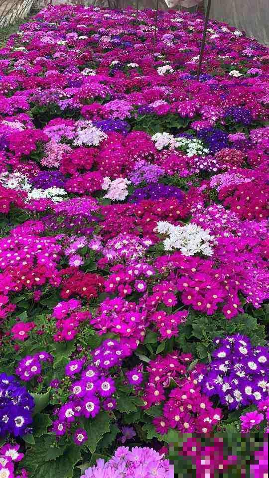 12月逛花市，买3种便宜花，10块钱能买3盆！