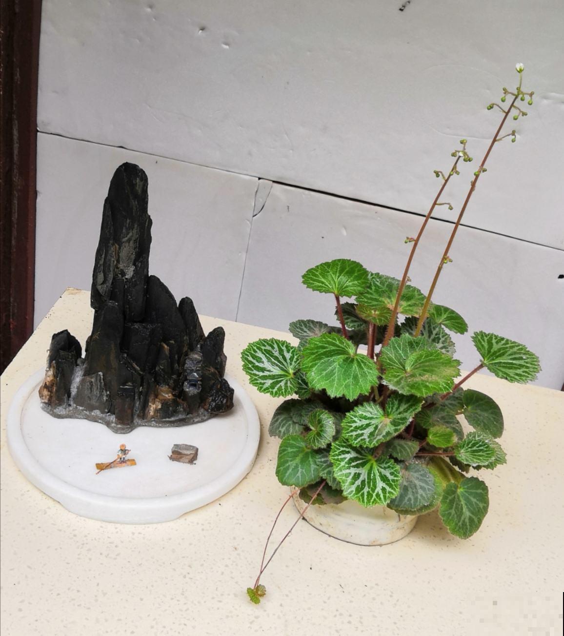 5种绿植颜值高，小众并且特耐阴，很少有人能认全